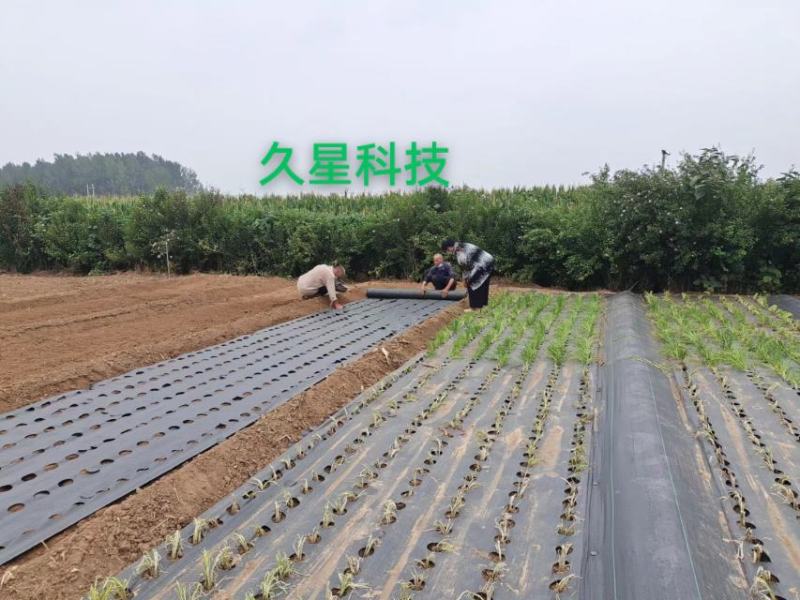 久星5号:韭菜种子，直立粗壮，抗倒伏叶片肥厚，抗病虫害