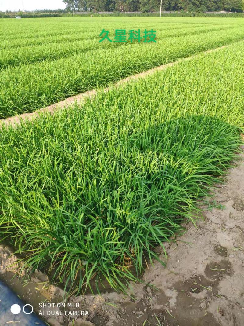 久星5号:韭菜种子，直立粗壮，抗倒伏叶片肥厚，抗病虫害