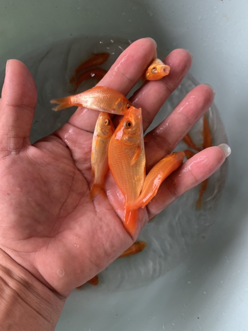 红建鲤鱼，品质优良，具有独特风格观赏，路程大型品种。