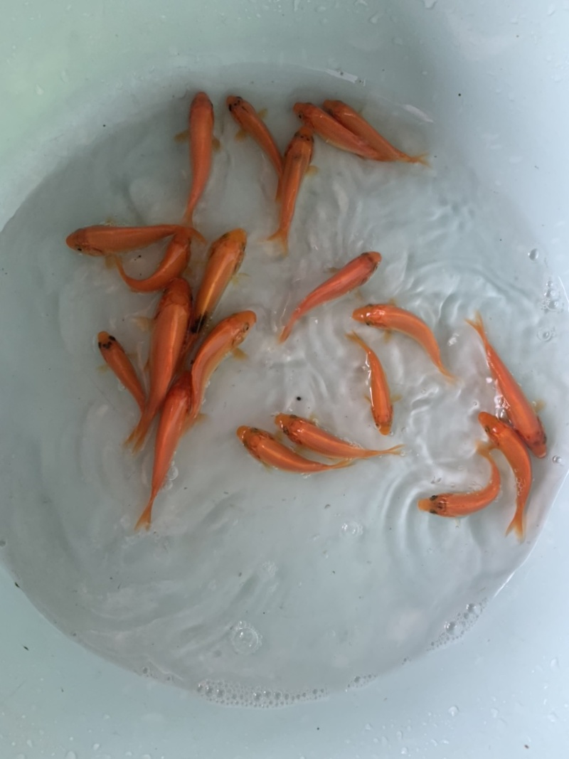 红建鲤鱼，品质优良，具有独特风格观赏，路程大型品种。