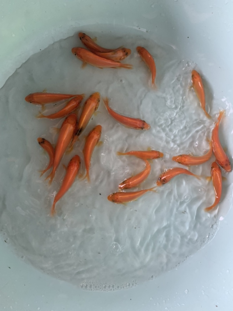 红建鲤鱼，品质优良，具有独特风格观赏，路程大型品种。