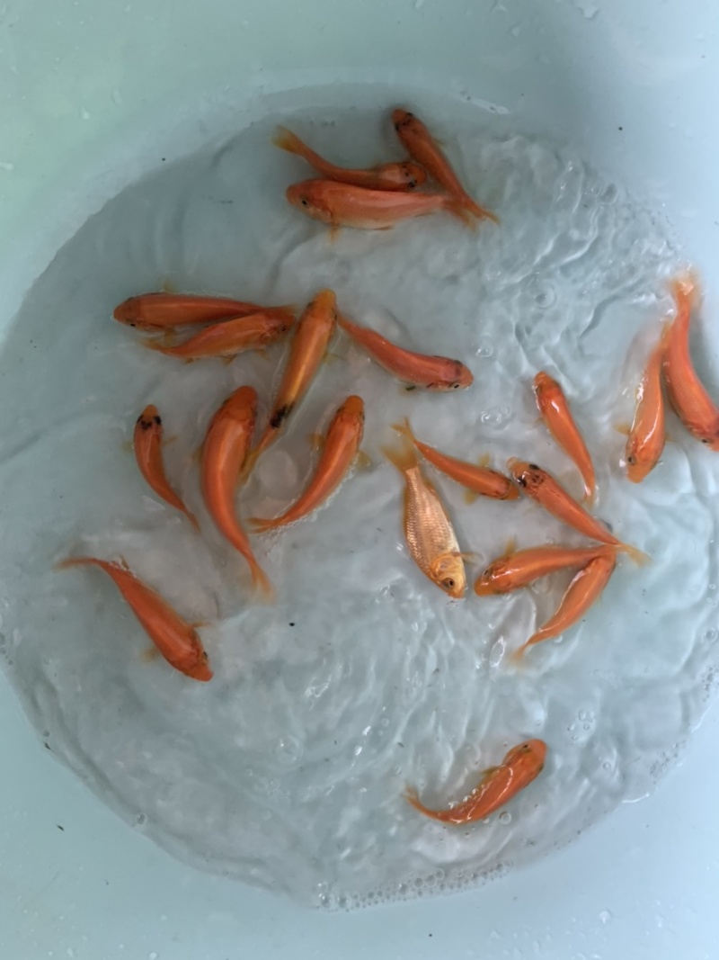 红建鲤鱼，品质优良，具有独特风格观赏，路程大型品种。