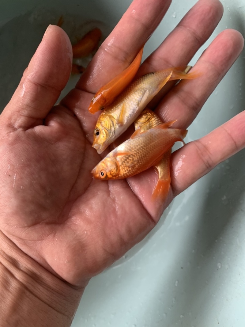 红建鲤鱼，品质优良，具有独特风格观赏，路程大型品种。