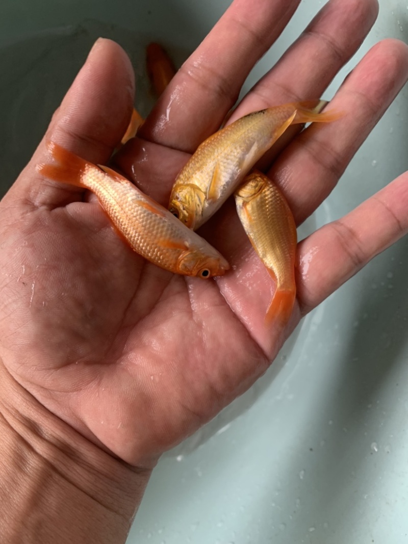红建鲤鱼，品质优良，具有独特风格观赏，路程大型品种。