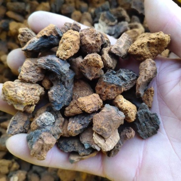 桦树茸——又名白桦茸，产地直发，保证质量