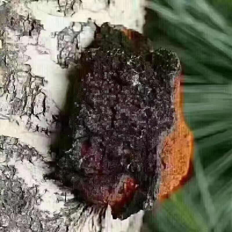 桦树茸——又名白桦茸，产地直发，保证质量