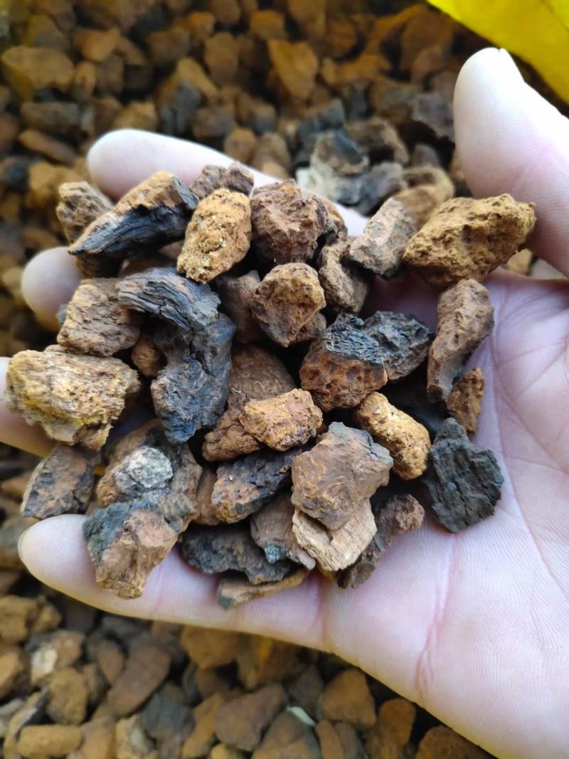 桦树茸——又名白桦茸，产地直发，保证质量