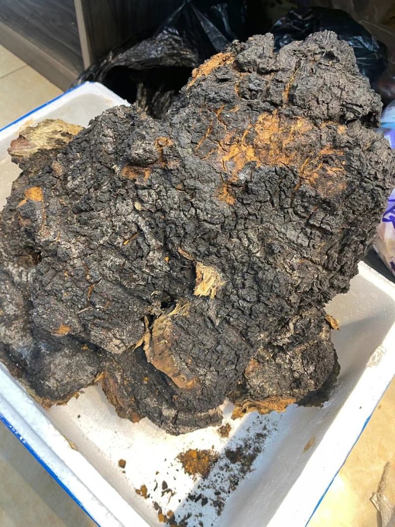 桦树茸——又名白桦茸，产地直发，保证质量