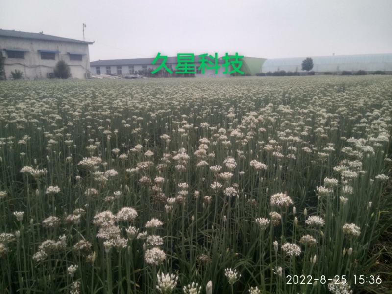 久星6号韭菜种子，不休眠，耐储运，优质耐寒