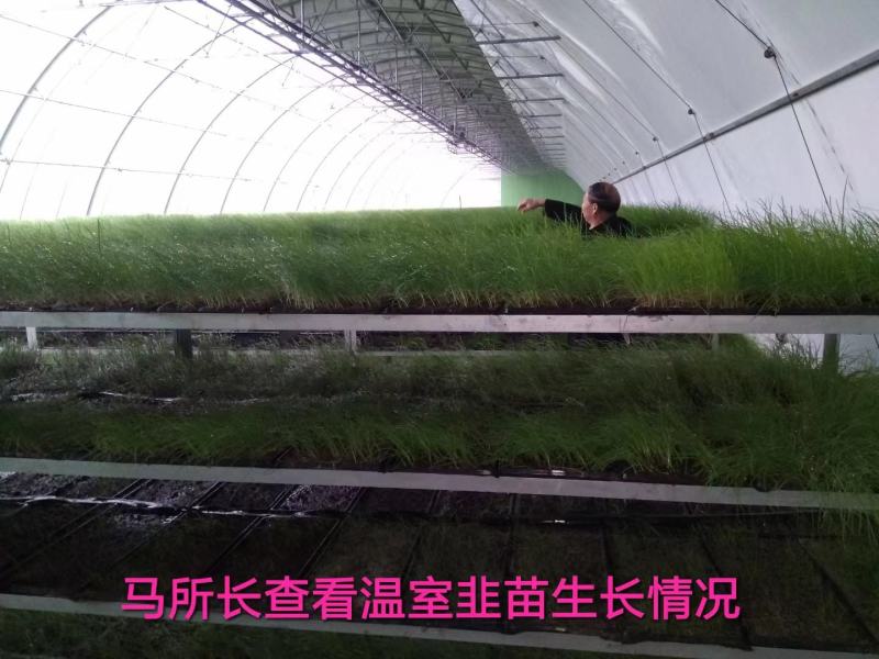 【精品】久星2韭菜种子，宽叶不休眠，抗寒抗病，叶色浓绿