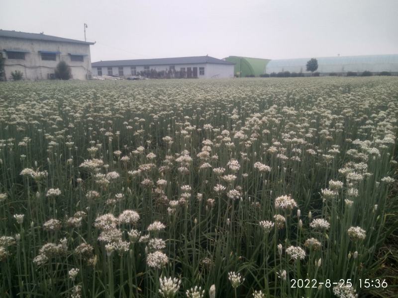 【精品】久星2韭菜种子，宽叶不休眠，抗寒抗病，叶色浓绿