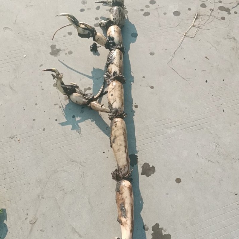 长期供货物美价廉质量保证