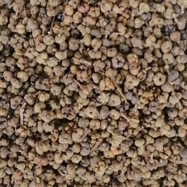 吴茱萸