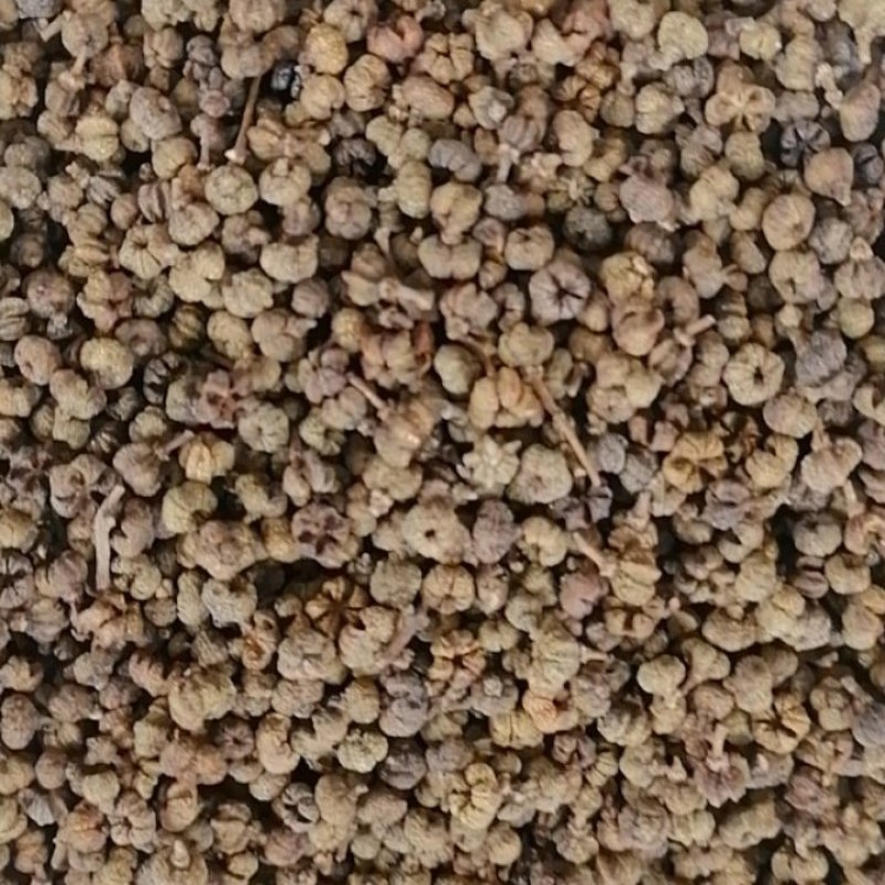 吴茱萸