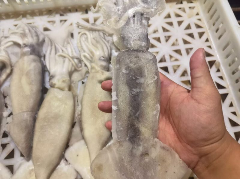 单冻鱿鱼