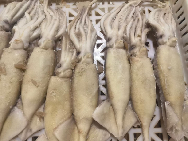 单冻鱿鱼