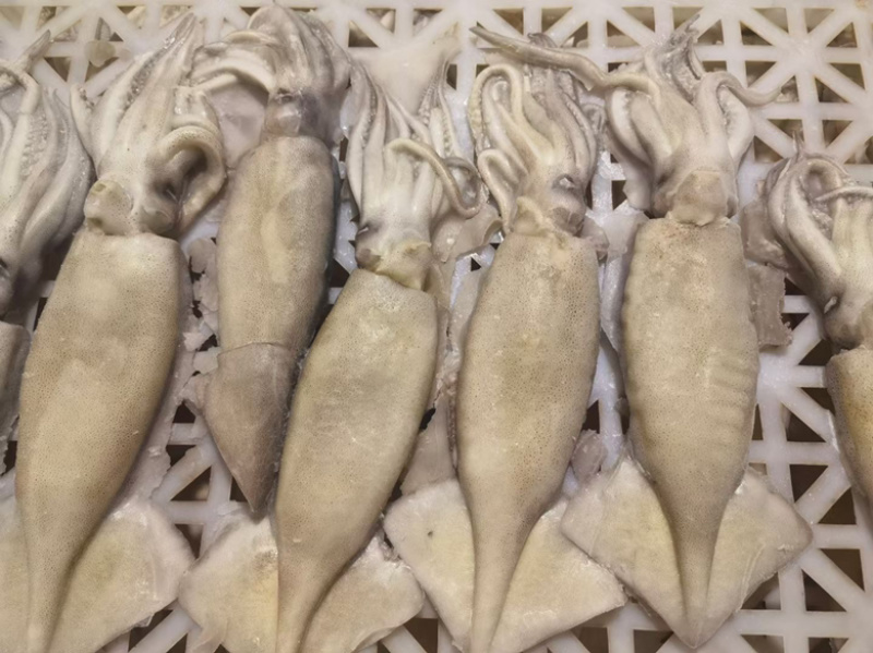 单冻鱿鱼