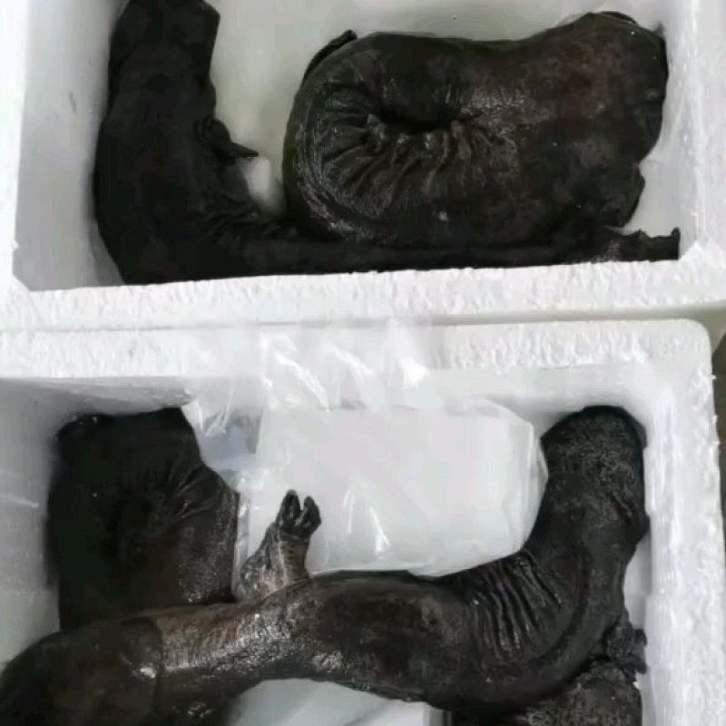 好货推荐大鲵娃娃鱼厂家直供批发零售仿生态养殖