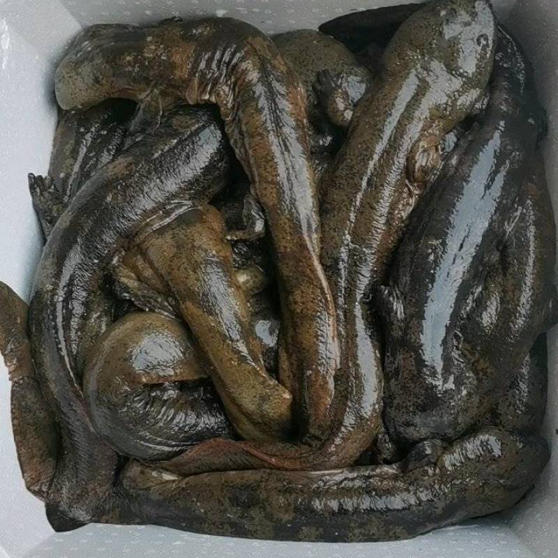 好货推荐大鲵娃娃鱼厂家直供批发零售仿生态养殖