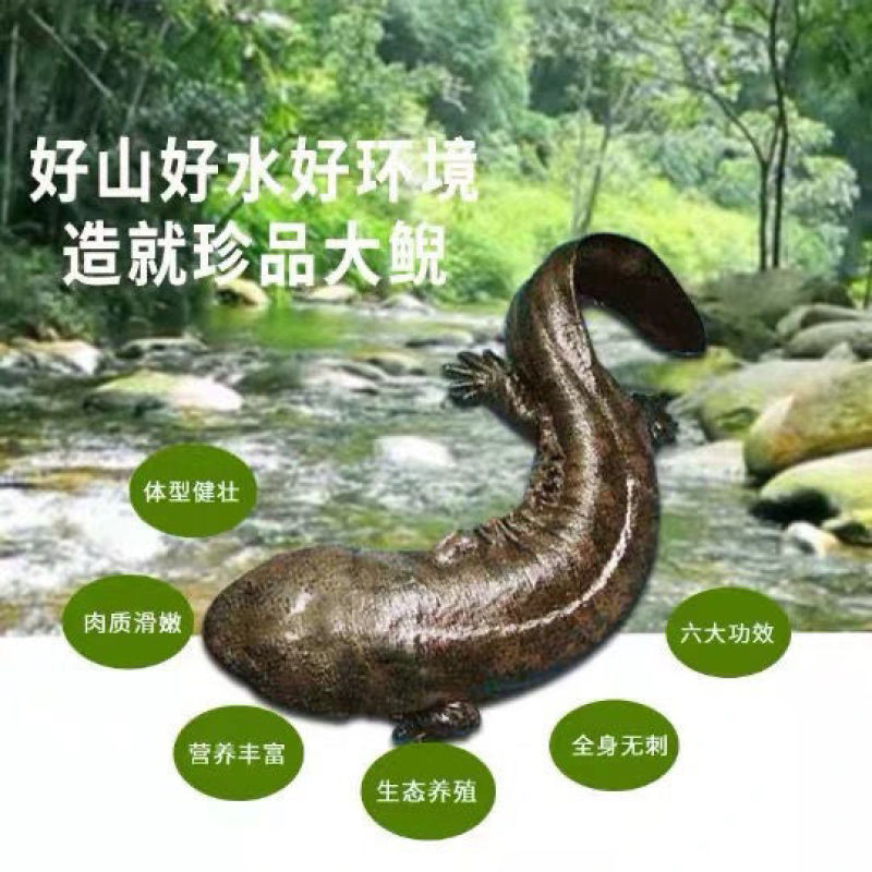 好货推荐大鲵娃娃鱼厂家直供批发零售仿生态养殖