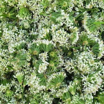 新鲜韭花