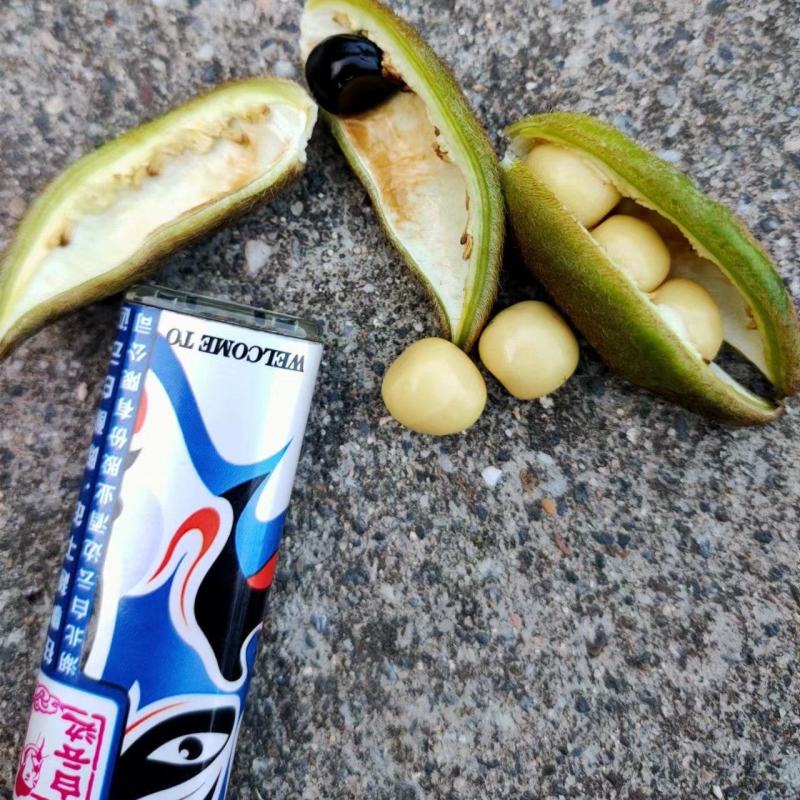 油用牡丹籽
