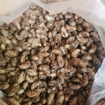 蝉蜕有大量有货