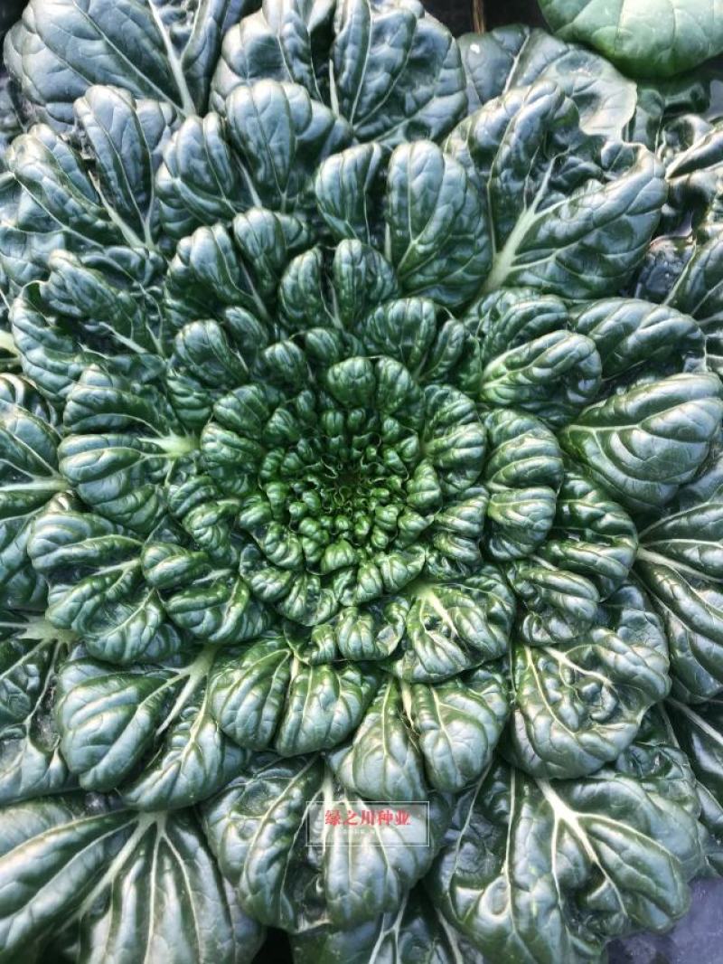乌塌菜种子耐寒塌地松黑菜种子塌棵菜叶片多，菊花菜种子