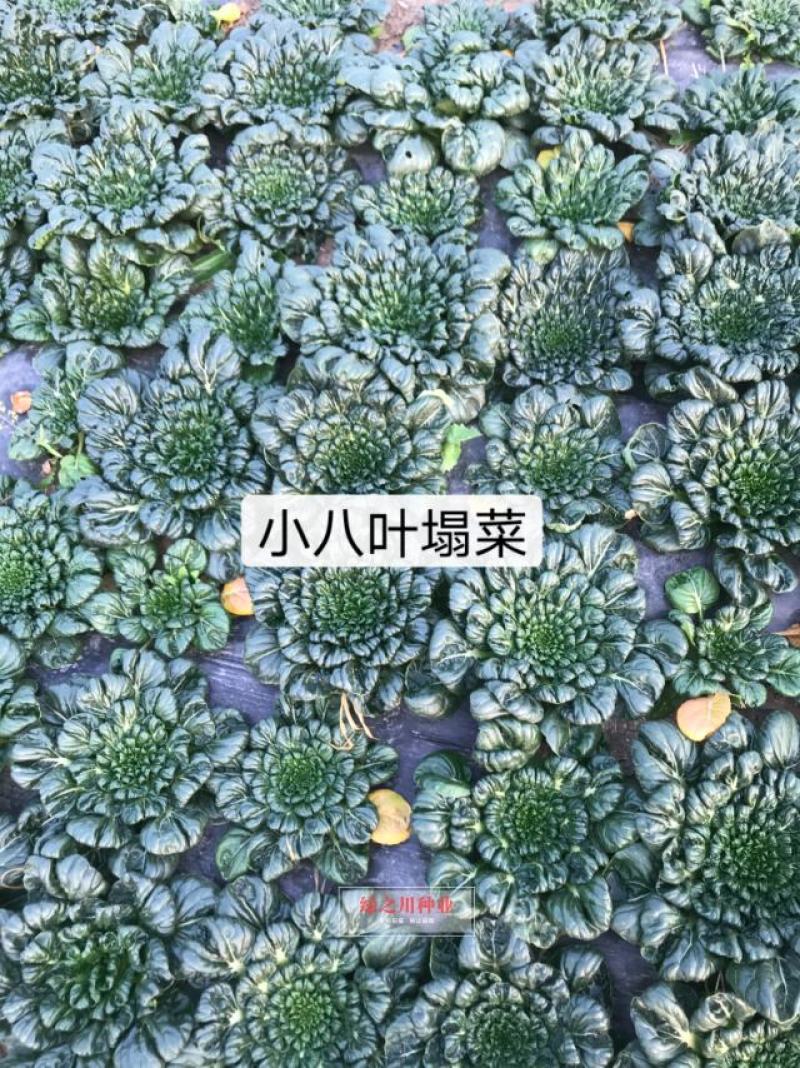 乌塌菜种子耐寒塌地松黑菜种子塌棵菜叶片多，菊花菜种子