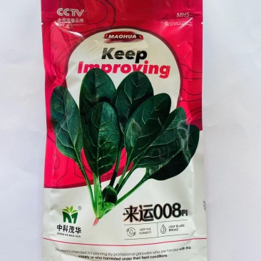 大叶菠菜种子四季蔬菜秋冬籽种阳台种籽耐热菜种盆栽波菜孑菜