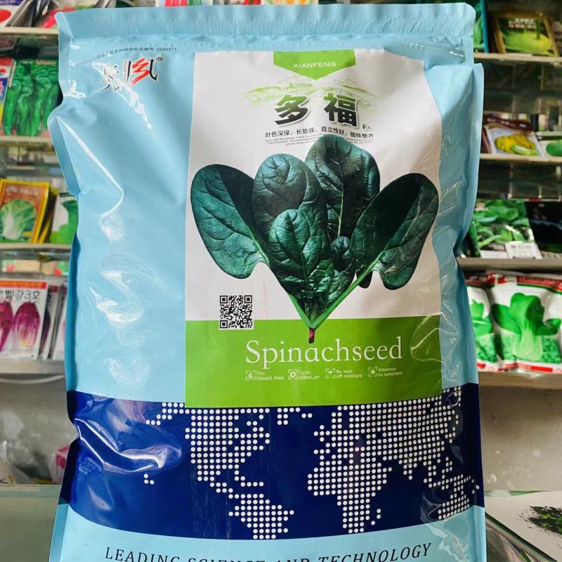 大叶菠菜种子四季蔬菜秋冬籽种阳台种籽耐热菜种盆栽波菜孑菜