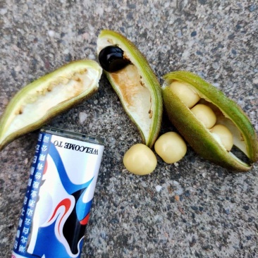 精选籽
