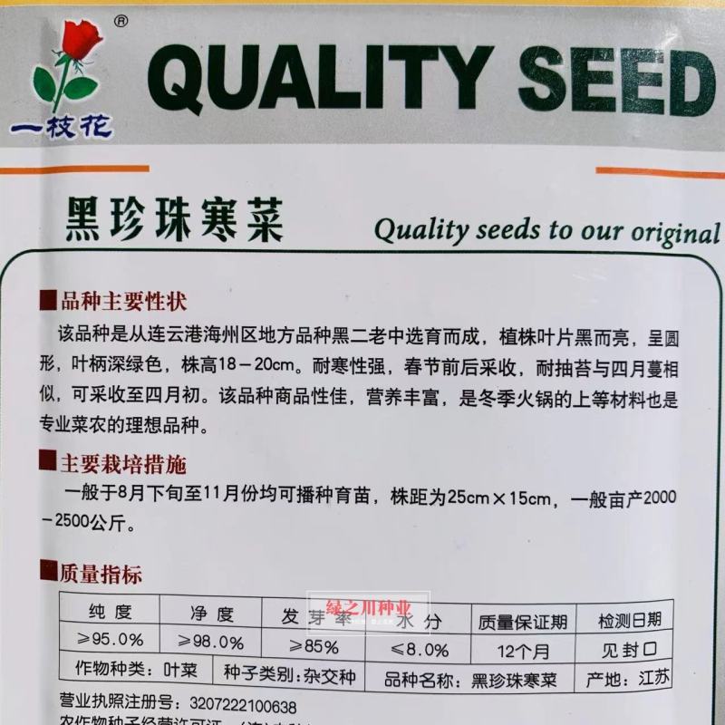 黑珍珠寒菜种子耐寒性强叶片黑而亮冬季菜黑心乌种子