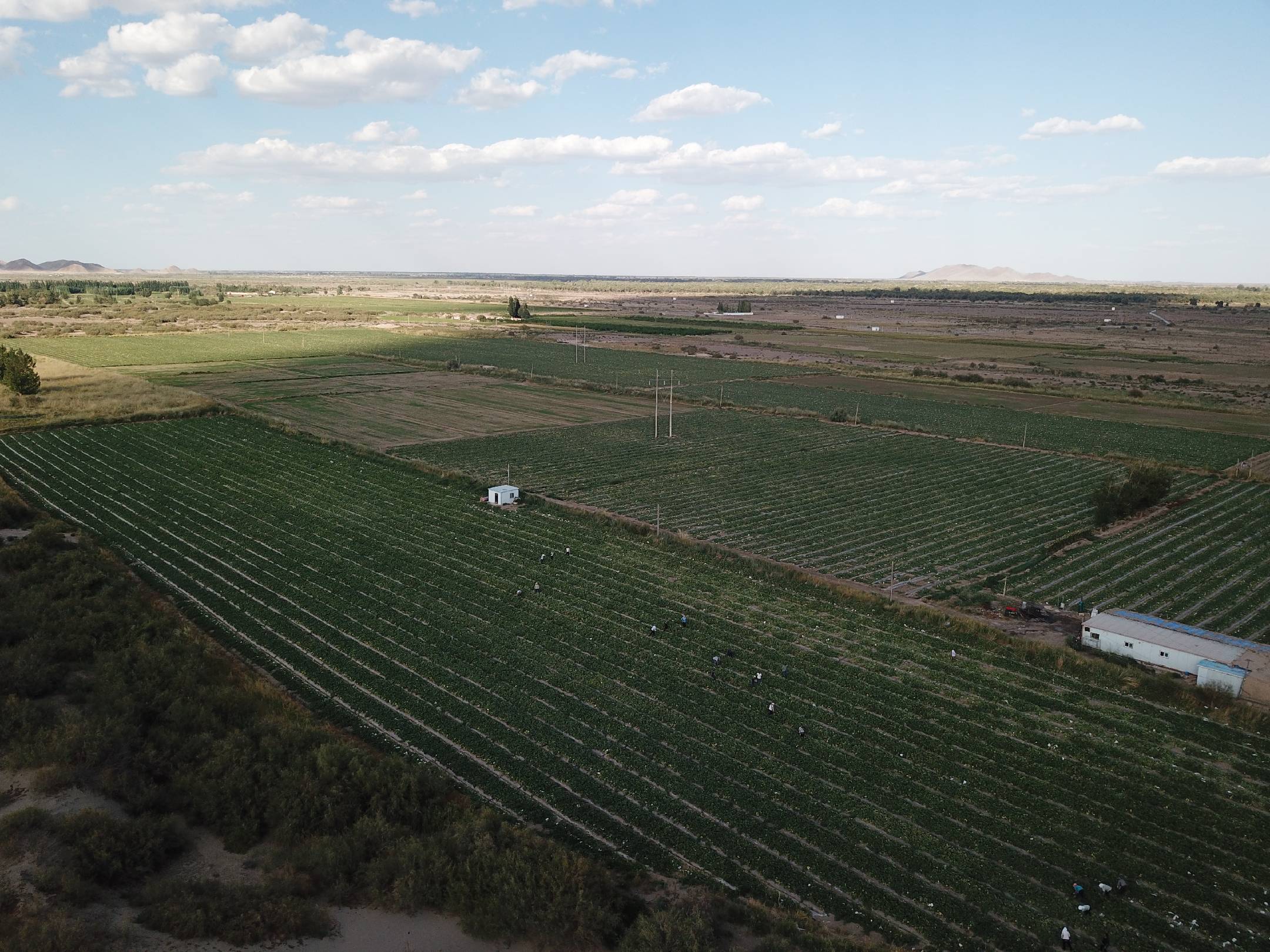 西州蜜瓜田间种植场景