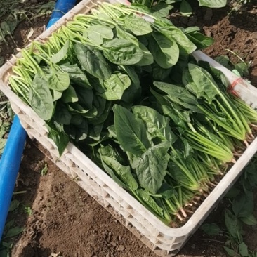 精品菠菜