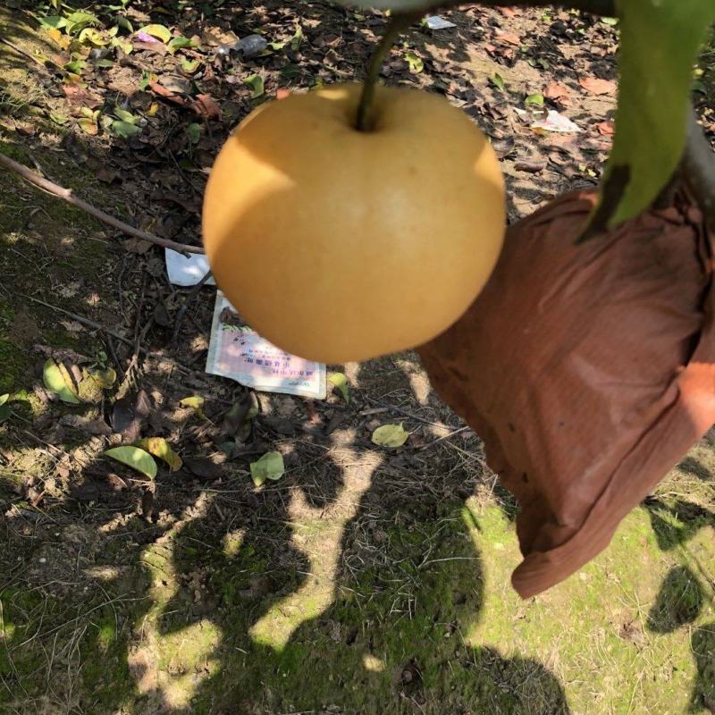 丰水梨
