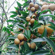 红花山茶果，野生山茶果，鲜货统货