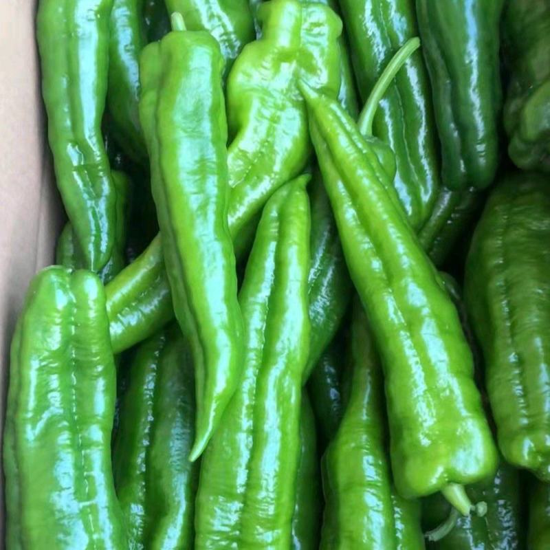 精品鲜辣椒泡椒一手货源视频看货品质保证以质论价