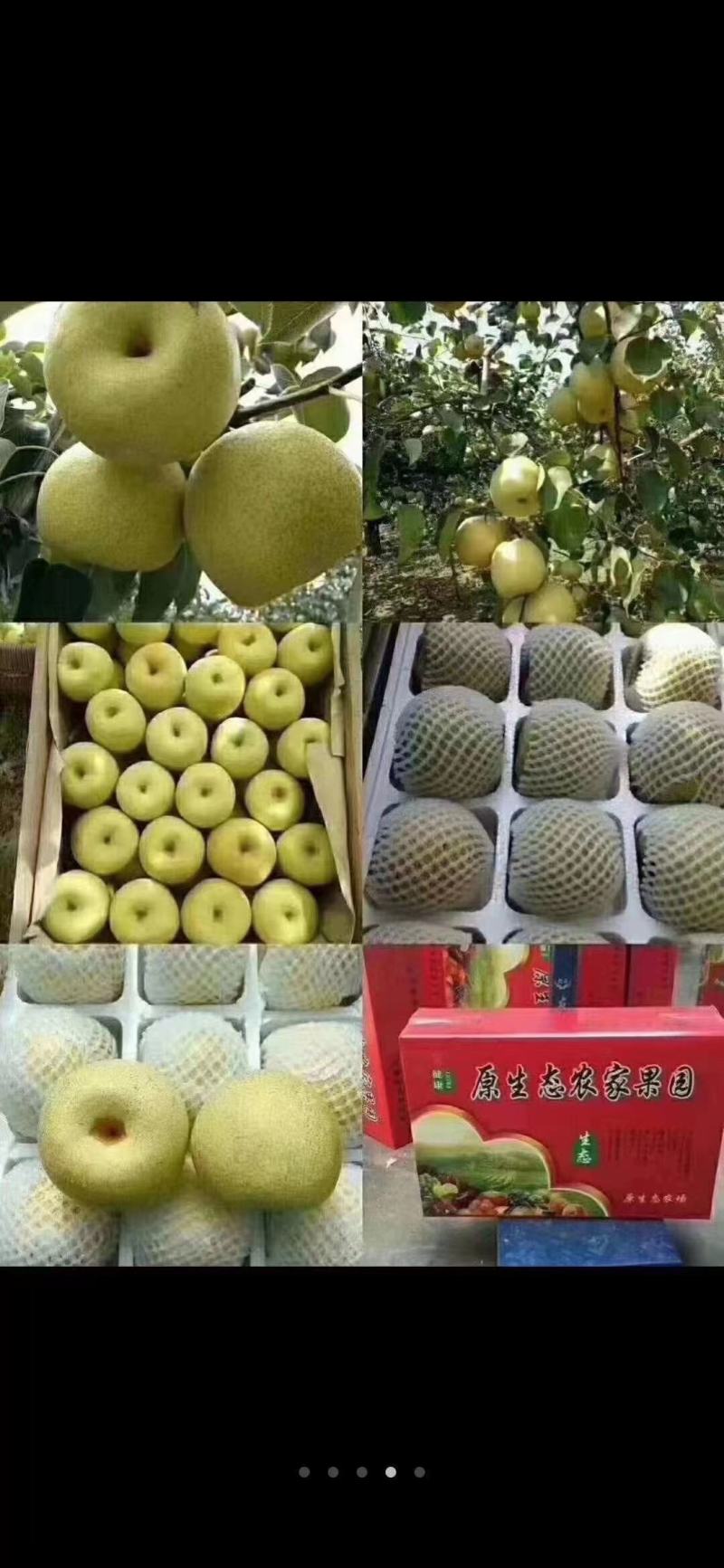砀山酥梨
