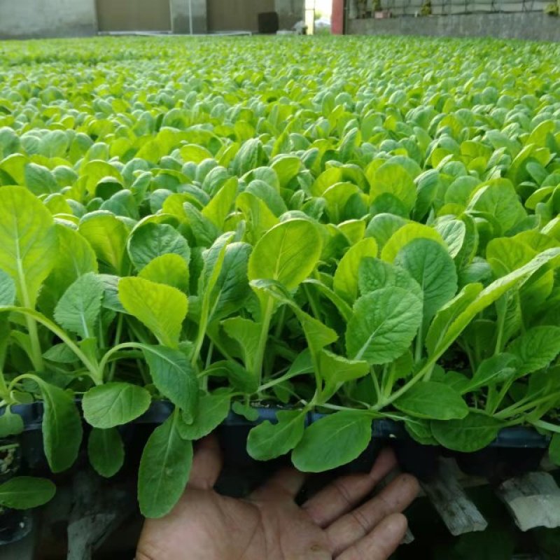 白菜苗