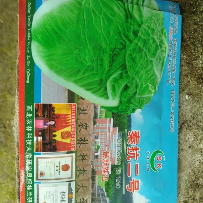 白菜苗根系发达，卖相好，量大优惠