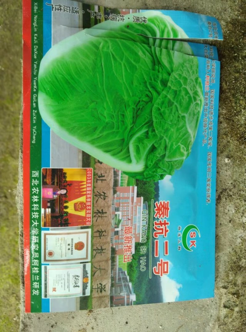 白菜苗根系发达，卖相好，量大优惠