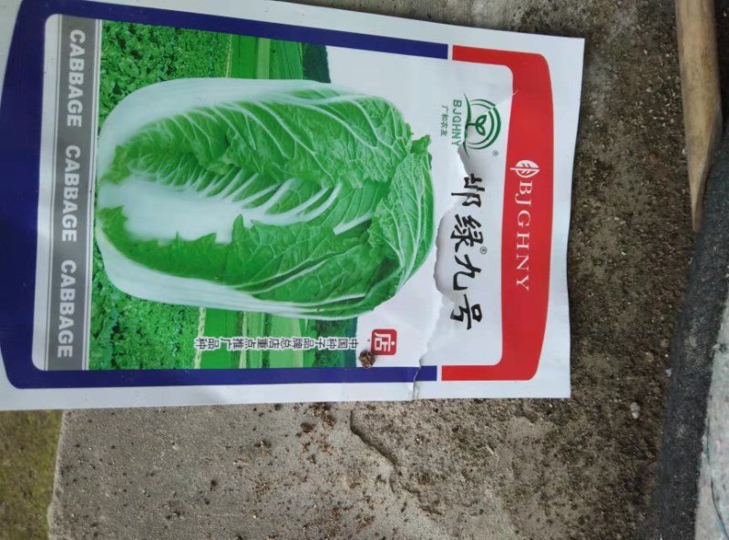 白菜苗根系发达，卖相好，量大优惠