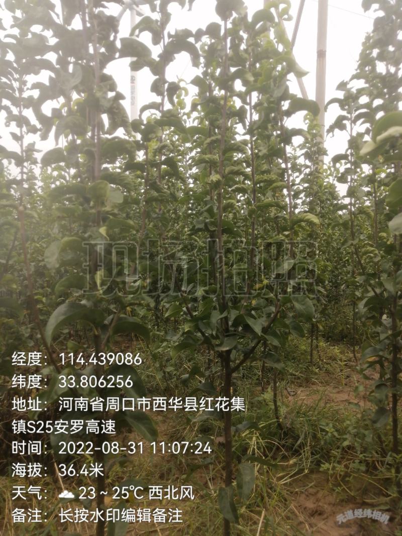 圆黄梨苗圆黄梨树苗外观漂亮口感好保湿包装保证纯度