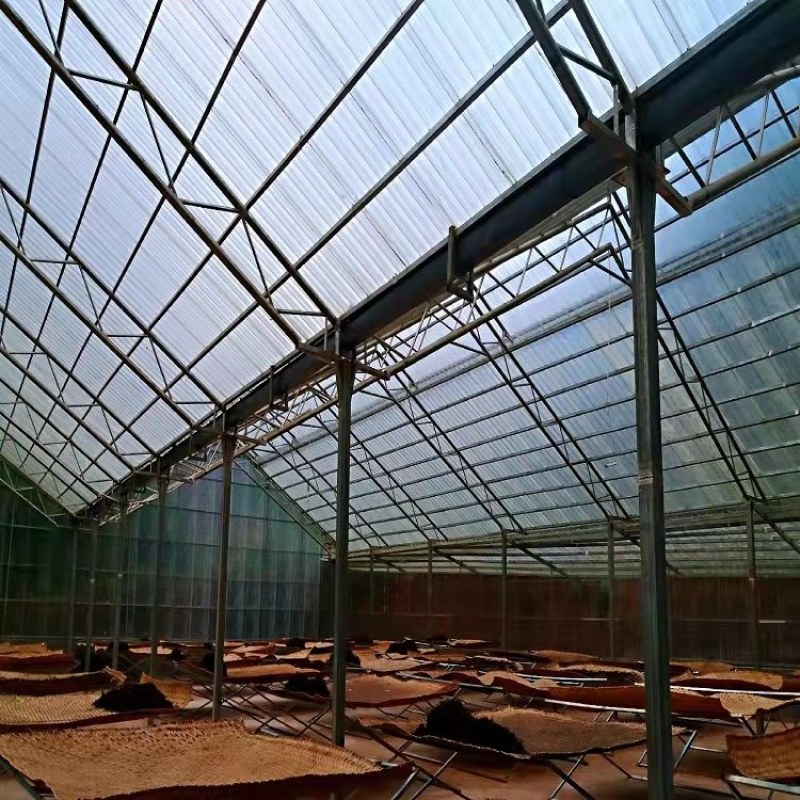 普洱茶、高山生态茶、春茶、树茶