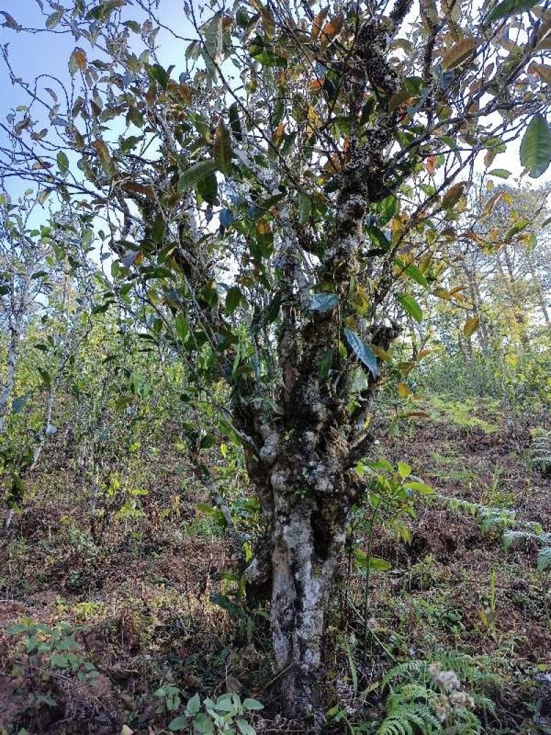 普洱茶、高山生态茶、春茶、树茶