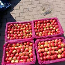 123小苹果，东北特产，口感甜脆，适口南北方各大市场。