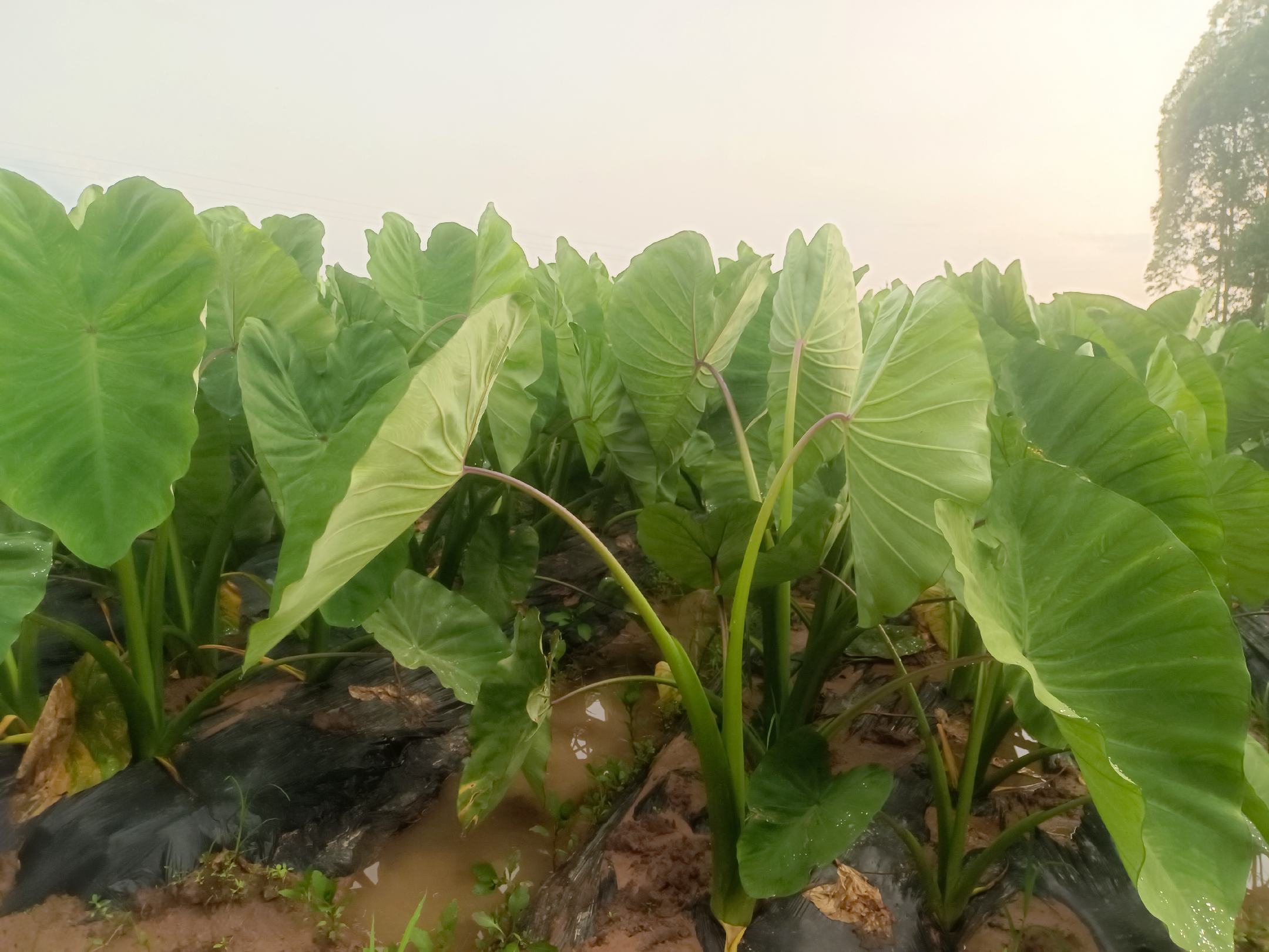 鱼腥草根种植地实景图