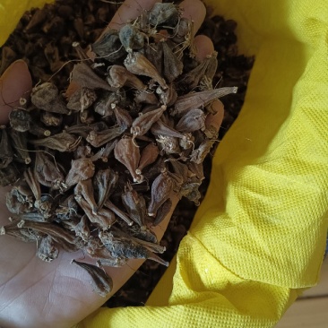 白芨冰球子