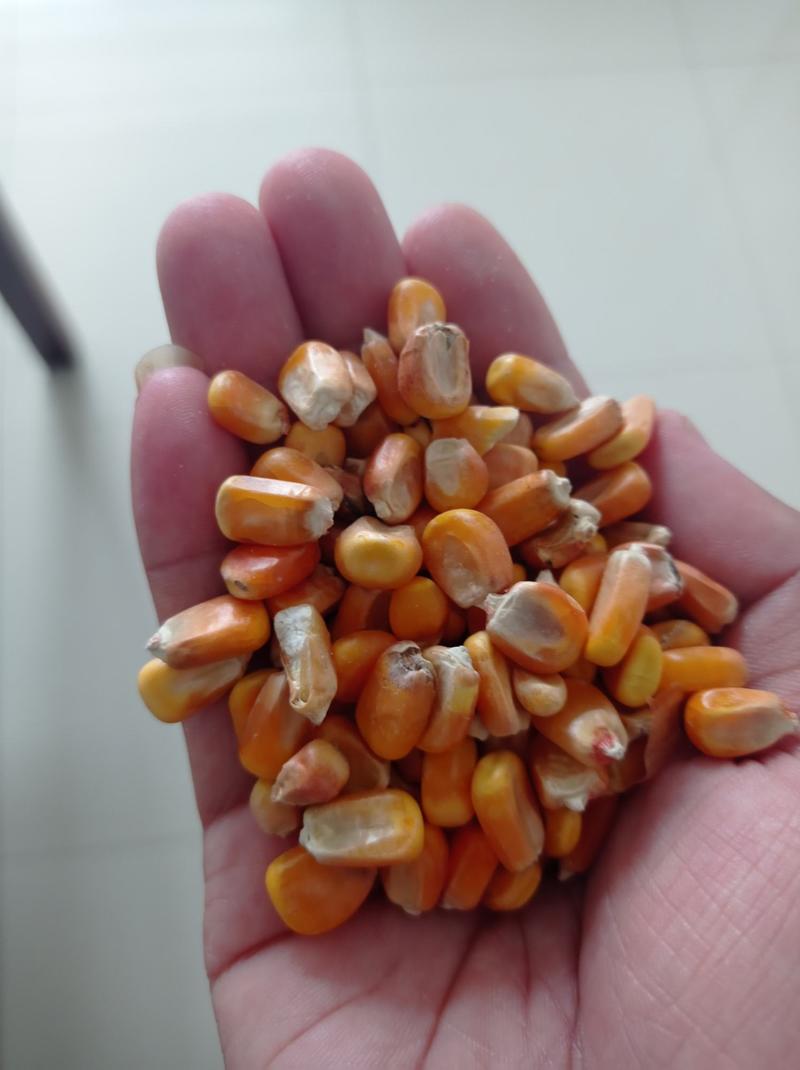 黑龙江省二等玉米，含发票，国企供货